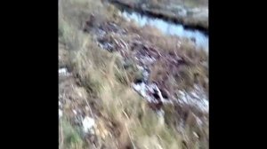 Бобры feat дорожники