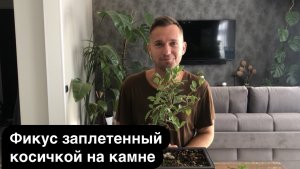 Фикус заплетенный косичкой на камне  осеняя  обрезка #сезонконтентаPUTUBE