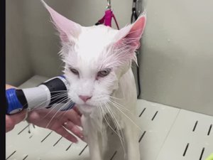 Профессиональный груминг кошек. Экспресс линька.