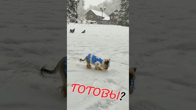 Новогодний костюм "Снегурочки" крючком для собак смотреть онлайн