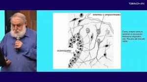 Малахов В.В. - Зоология беспозвоночных - 6. Тип Porifera (Губки)