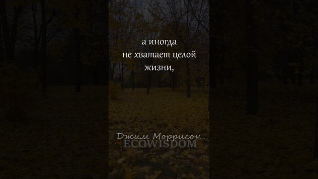 Джим Моррисон Жизнь и мгновенье #мудрость #цитаты #моррисон #ecowisdom