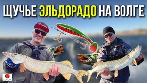 КАПРИЗНАЯ ЩУКА. КОРЯГИ. ОФСЕТНИКИ ГЮРЗА. ВОЛГА. ОКТЯБРЬ.  🎣