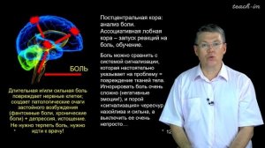 Дубынин В. А. - 100 часов школьной биологии - 1.23. Чувствительность тела