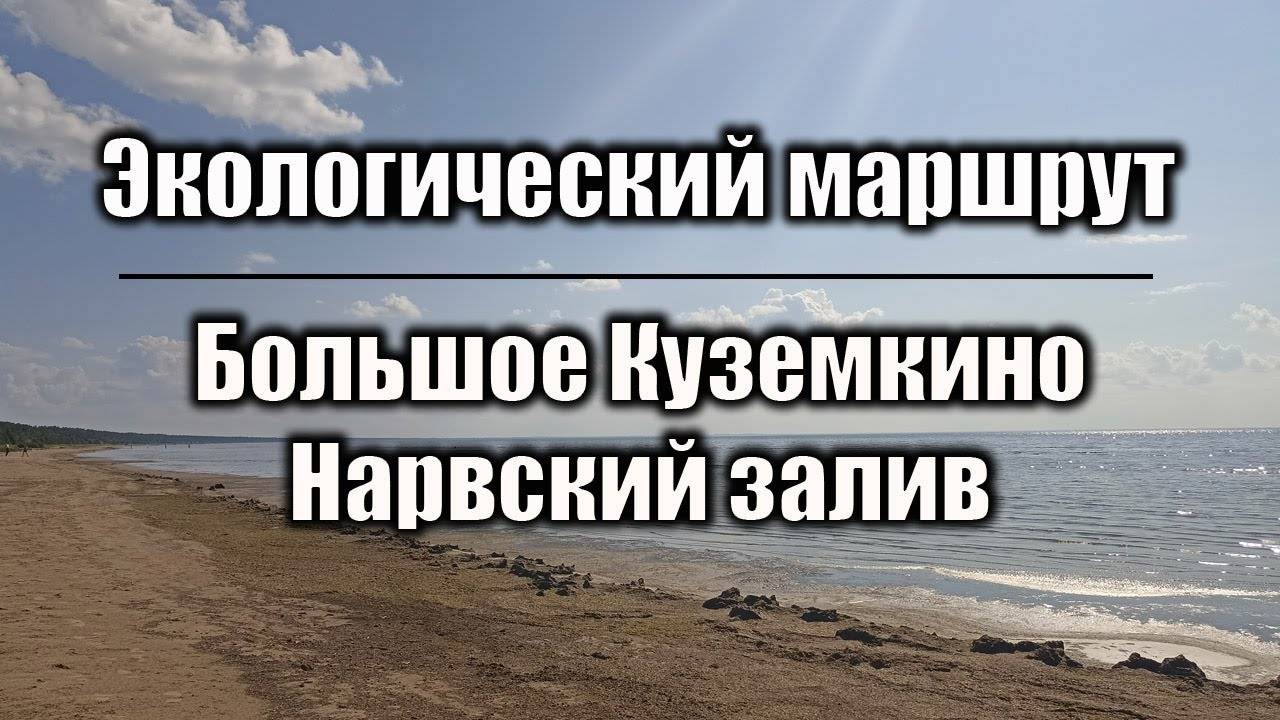 Экологический маршрут (экотропа) Большое Кузёмкино - Нарвский залив.