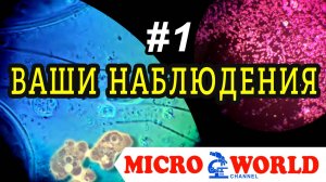 ВАШИ НАБЛЮДЕНИЯ #1 - MICRO WORLD