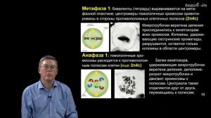 Дубынин В.А. - 100 часов школьной биологии - 2.13. Мейоз и половое размножение