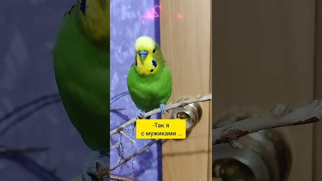 семейные разборки ПРИКОЛ 😂 Понятно Непонятно ☝️ и Птичкины красавчики 👍