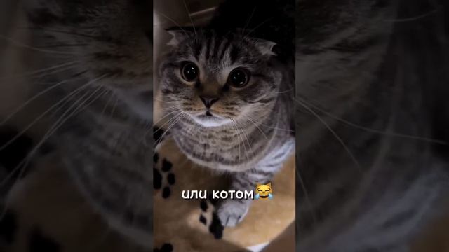 Надо быть котом