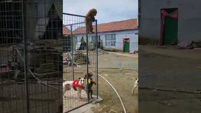 Побег