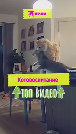 Котовоспитание