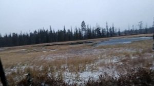 поход,следы Лося