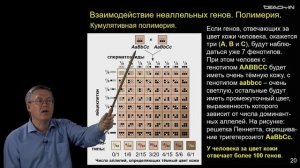 Дубынин В.А. - 100 часов школьной биологии - 2.20. Полимерия. Эпистаз