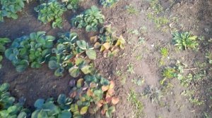 Секрет клубники сорта "Портола"