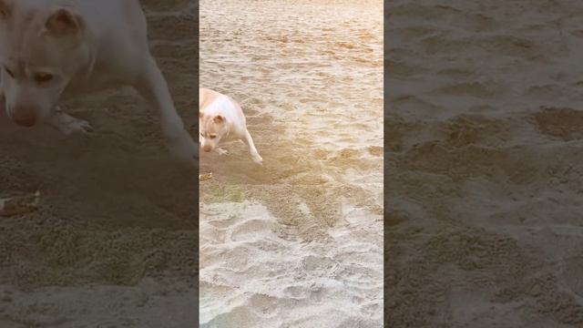 Костюм-двойка крючком «СПОРТ ШИК» Кофта с застёжкой на спине, раздельные штанишки в комплекте смотреть онлайн