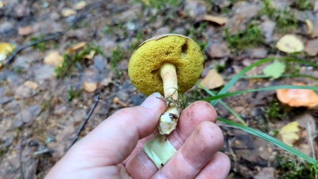 Моховик зелёный (Xerocomus subtomentosus). Как выглядит гриб на месте произрастания.