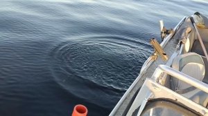 Ловля судака. База Ситинка на Рыбинском водохранилище