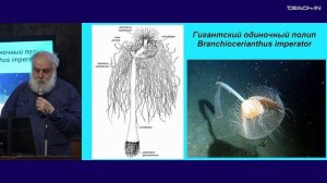 Малахов В.В. - Зоология беспозвоночных - 9. Тип Cnidaria (Стрекающие). Подтип Medusozoa