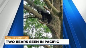 Second bear spotted in Franklin County in the last two weeks