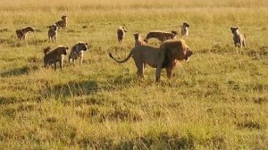 olobor ...lion vs 40 hyenas fight to death! rare killing...lion vs Hyena @natgeoabudhabime
