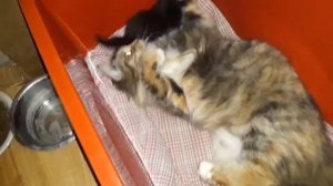 Кошка наказала котенка./Котенок -баловень.😁👍😂 27 марта 2018 г.