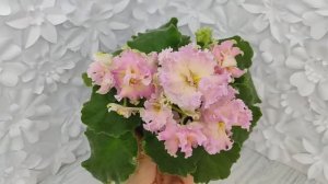 Фиалка АВ-Златые Горы