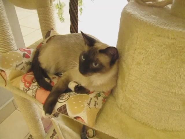 Кошачий музей