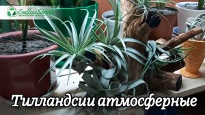 Тилландсии атмосферные