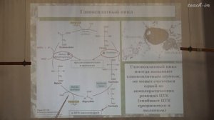 Константинова С.В. - Физиология и биохимия растений - 4. Цикл Кребса и глиоксилатный цикл