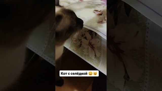 Кот с селёдкой 😄😺