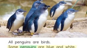 All about penguins