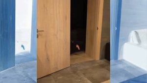 Полиция А4 VS Паркурщики