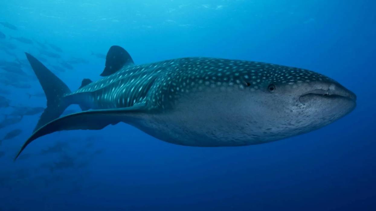 Акулы. смотреть онлайн