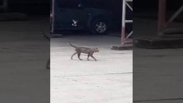 Птичка