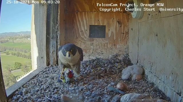 FalconCam Project | Xavier bring prey for Yurruga | Diamond keep prey for later | 25.10.2021 смотреть онлайн