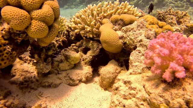 Дайвинг.  Шарм-Эль-Шейх. смотреть онлайн