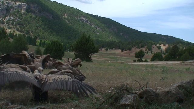 vultures attacking - extreme animals - wildlife смотреть онлайн