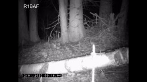 Оголодавшая полевая мышь