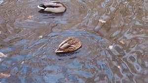 Серая шейка в парке