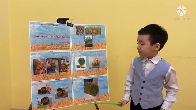 Ордахов Давид, 5 лет "Как вырастить пшеницу"