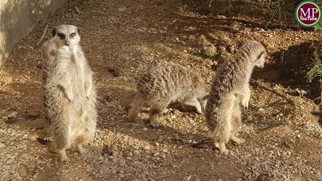 Meerkats and Otters at London Zoo l England l ZSL London Zoo l Explore London, England l London Tou