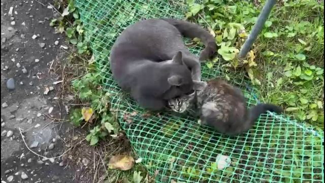 Любимчик