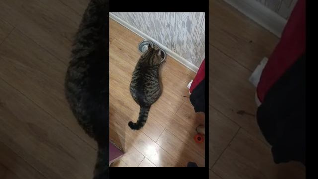 Барсёныш любит детский корм