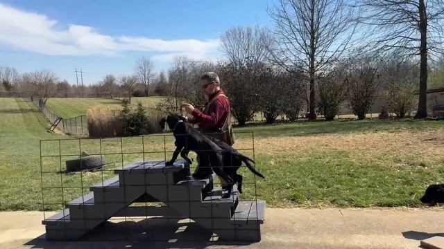How To Train Littermates | Basic Obedience Training With Labrador Retriever Puppies