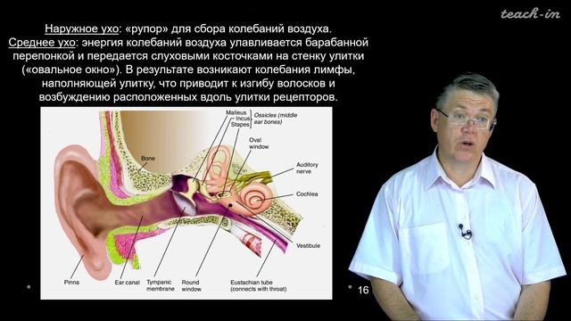 Дубынин В. А. - 100 часов школьной биологии - 1.21. Вестибулярная и слуховая чувствительность