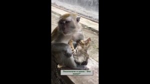 Обезьяньи нежности Мама-обезьяна и кот-малыш