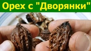 241029 Какой на вкус и вид наш МАНЬЧЖУРСКИЙ ОРЕХ орловский из сквера Дворянское Гнездо город Орёл г