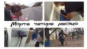 Нашему щенку Русского тоя Марте 4 месяца