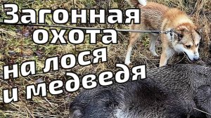 Загонная охота на лося и медведя! Зверь добыт в первом загоне!