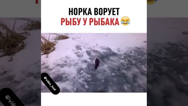 Животные